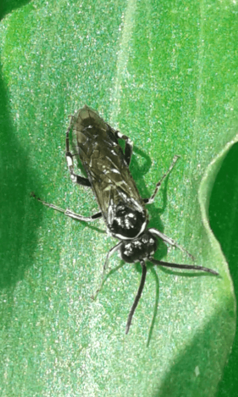 Tenthredinidae : Macrophya sp. (M. albicincta o M. alboannulata)